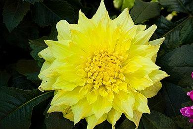 《绝地求生》开发组开发！ 《幻兽帕鲁》手机版公布